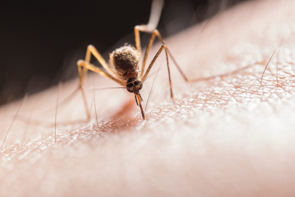 Mosquito Protection